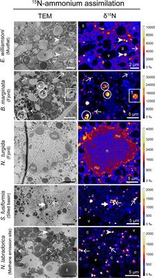 Ammonium and Sulfate Assimilation Is Widespread in Benthic Foraminifera